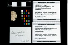 Foto (Objekt + Etikett) von Tuberosagalathea neojurensis (Patrulius, 1959)  (NHMW-GEO-1990-0041-4647)